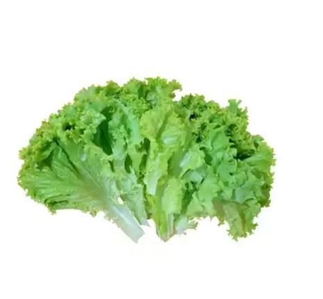 Lettuce